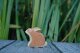 Hase sitzend