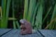 Beaver