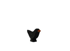 Amsel