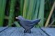 Amsel