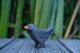 Amsel