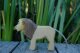 Lion male