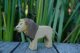 Lion male
