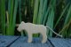 Lion Female