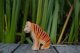 Tiger sitting