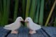 Dove
