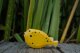 Pufferfish