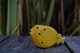 Pufferfish