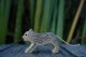 Snow Leopard small