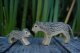 Snow Leopard small