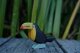 Toucan