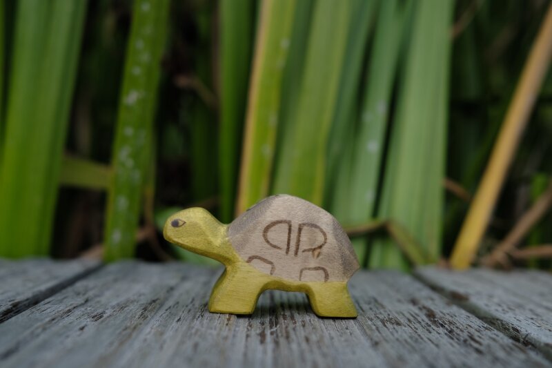 Schildkröte klein
