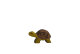 Schildkröte klein