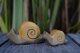 Schnecke klein