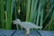 Tyrannosaurus Rex
