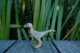 Velociraptor