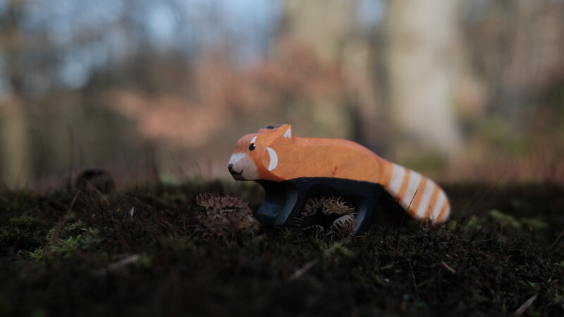 Roter Panda
