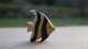 Moorish idol