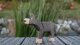 Bremer Donkey