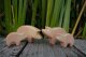 Piglet