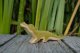 Crocodile small
