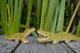 Crocodile small
